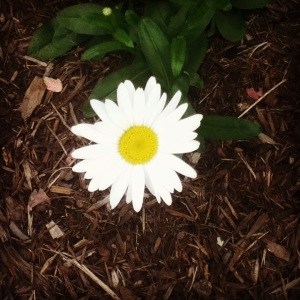 The whiteness of the daisy can symbolize purity 